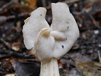 Helvella crispa 21, Witte kluifzwam, Saxifraga-Luuk Vermeer