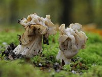 Helvella crispa 24, Witte kluifzwam, Saxifraga-Luuk Vermeer