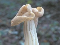 Helvella crispa 5, Witte kluifzwam, Saxifraga-Jan de Laat