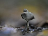 Helvella ephippium 2, Zadelkluifzwam, Saxifraga-Luuk Vermeer