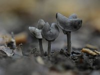 Helvella ephippium 3, Zadelkluifzwam, Saxifraga-Luuk Vermeer