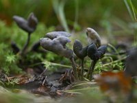 Helvella ephippium 5, Zadelkluifzwam, Saxifraga-Luuk Vermeer