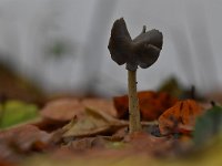 Helvella ephippium 6, Zadelkluifzwam, Saxifraga-Luuk Vermeer