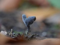 Helvella ephippium 9, Zadelkluifzwam, Saxifraga-Luuk Vermeer