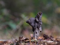 Helvella lacunosa 13, Zwarte kluifzwam, Saxifraga-Luuk Vermeer