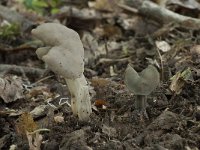 Helvella lacunosa 2, Zwarte kluifzwam, Saxifraga-Willem van Kruijsbergen