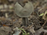 Helvella lacunosa 4, Zwarte kluifzwam, Saxifraga-Willem van Kruijsbergen