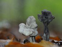 Helvella lacunosa 9, Zwarte kluifzwam, Saxifraga-Luuk Vermeer