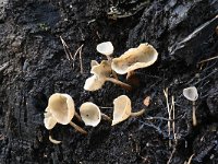 Helvella macropus 9, Schotelkluifzwam, Saxifraga-Luuk Vermeer