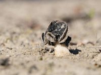 Helvella spadicea 3, Nonnenkapkluifzwam, Saxifraga-Luuk Vermeer