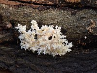 Hericium coralloides 31, Kammetjesstekelzwam, Saxifraga-Luuk Vermeer