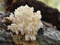 Hericium coralloides 34, Kammetjesstekelzwam, Saxifraga-Luuk Vermeer