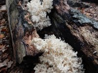 Hericium coralloides 36, Kammetjesstekelzwam, Saxifraga-Ed Stikvoort