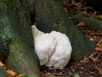 Hericium erinaceus 9, Pruikzwam, Saxifraga-Jan Nijendijk