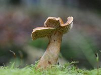 Hydnum rufescens 10, Rossige stekelzwam, Saxifraga-Luuk Vermeer