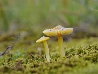 Hygrocybe acutoconica 2, Puntmutswasplaat, Saxifraga-Luuk Vermeer