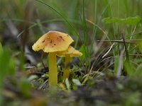 Hygrocybe acutoconica 3, Puntmutswasplaat, Saxifraga-Luuk Vermeer