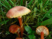 Hygrocybe cantharellus 2, Saxifraga-Jan Willem Jongepier