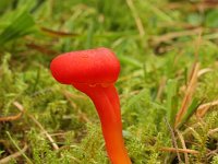 Hygrocybe coccinea 2, Scharlaken wasplaat, Saxifraga-Jaap Schelvis