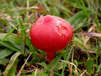 Hygrocybe coccinea 3, Scharlaken wasplaat, Saxifraga-Peter Meininger