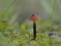 Hygrocybe conica 10, Zwartwordende wasplaat, Saxifraga-Luuk Vermeer