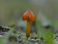 Hygrocybe conica 12, Zwartwordende wasplaat, Saxifraga-Luuk Vermeer