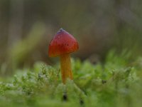 Hygrocybe conica 13, Zwartwordende wasplaat, Saxifraga-Luuk Vermeer