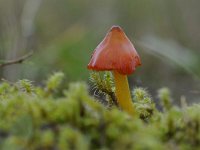 Hygrocybe conica 14, Zwartwordende wasplaat, Saxifraga-Luuk Vermeer