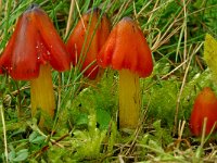 Hygrocybe conica 5, Zwartwordende wasplaat, Saxifraga-Lucien Rommelaars