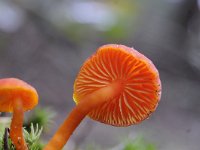 Hygrocybe miniata 10, Gewoon vuurzwammetje, Saxifraga-Luuk Vermeer