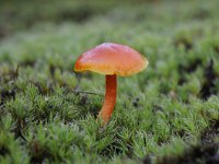 Hygrocybe miniata 12, Gewoon vuurzwammetje, Saxifraga-Luuk Vermeer