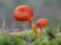 Hygrocybe miniata 13, Gewoon vuurzwammetje, Saxifraga-Luuk Vermeer