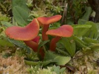 Hygrocybe miniata 16, Gewoon vuurzwammetje, Saxifraga-Willem van Kruijsbergen