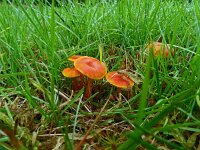 Hygrocybe miniata 19, Gewoon vuurzwammetje, Saxifraga-Hans Hogenhuis