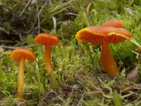 Hygrocybe miniata var miniata 8, Gewoon vuurzwammetje, Saxifraga-Willem van Kruijsbergen