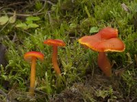 Hygrocybe miniata var miniata 9, Gewoon vuurzwammetje, Saxifraga-Willem van Kruijsbergen