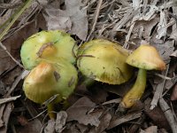 Hygrocybe psittacina 2, Papegaaizwammetje, Saxifraga-Jan Willem Jongepier