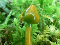 Hygrocybe psittacina 4, Papegaaizwammetje, Saxifraga-Jan Willem Jongepier