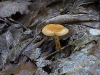 Hygrophoropsis aurantiaca 11, Valse hanenkam, Saxifraga-Willem van Kruijsbergen