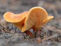 Hygrophoropsis aurantiaca 6, Valse hanenkam, Saxifraga-Luuk Vermeer