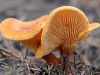 Hygrophoropsis aurantiaca 7, Valse hanenkam, Saxifraga-Luuk Vermeer