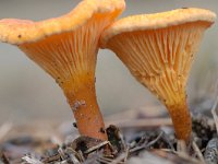 Hygrophoropsis aurantiaca 8, Valse hanenkam, Saxifraga-Luuk Vermeer