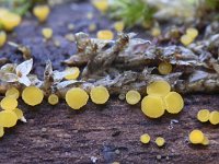 Hymenoscyphus calyculus 2, Geel houtvlieskelkje, Saxifraga-Luuk Vermeer