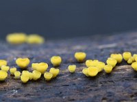 Hymenoscyphus calyculus 3, Geel houtvlieskelkje, Saxifraga-Luuk Vermeer