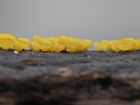 Hymenoscyphus calyculus 5, Geel houtvlieskelkje, Saxifraga-Luuk Vermeer