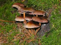 Hypholoma capnoides 2, Dennenzwavelkop, Saxifraga-Peter Meininger