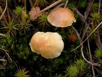 Hypholoma elongatum 2, Bleke moeraszwavelkop, Saxifraga-Peter Meininger