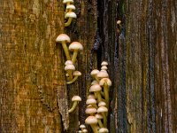 Gewone zwavelkop  Gewone zwavelkop op beuk in de Haspel : Hypholoma fasciculare