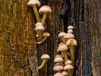 Gewone zwavelkop  Gewone zwavelkop op beuk in de Haspel : Hypholoma fasciculare