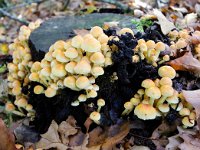 Hypholoma fasciculare 18, Gewone zwavelkop, Saxifraga-Bart Vastenhouw